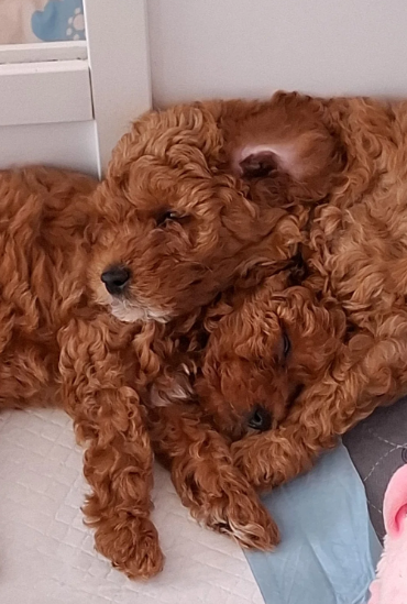 Beautiful F1b Cavapoo Puppies Looking for Loving H image 8