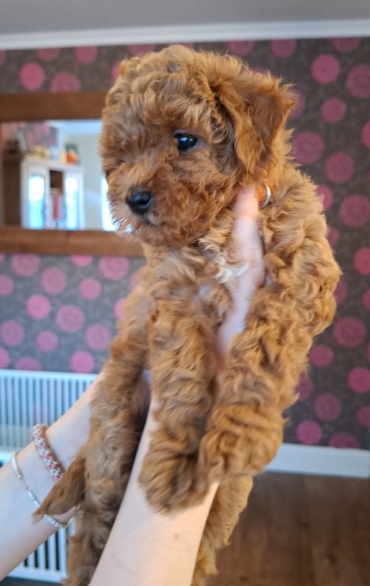 Beautiful F1b Cavapoo Puppies Looking for Loving H image 7