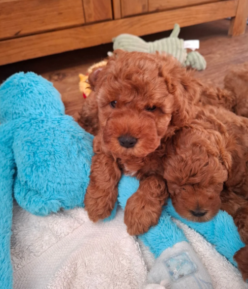 Beautiful F1b Cavapoo Puppies Looking for Loving H image 6