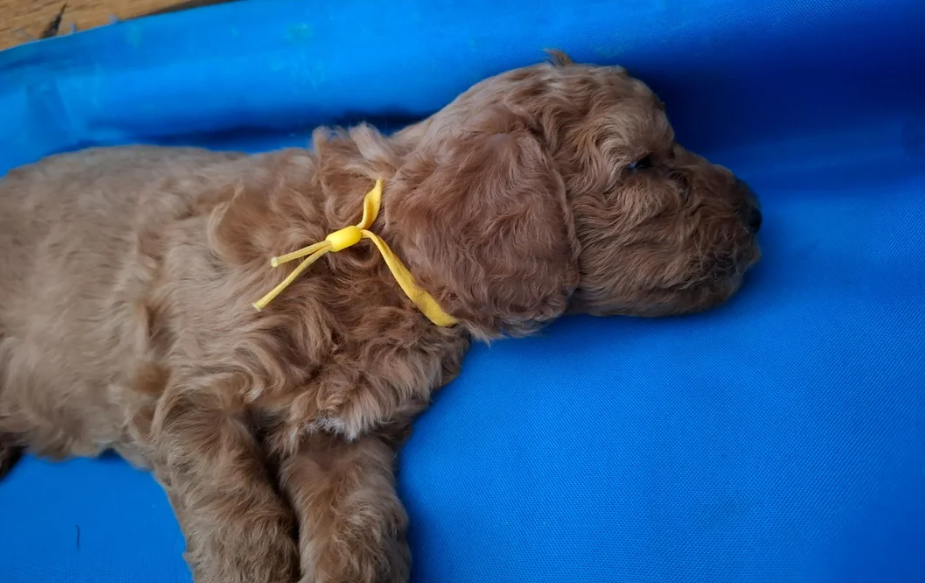 Beautiful F1b Cavapoo Puppies Looking for Loving H image 5