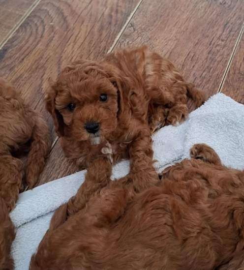Beautiful F1b Cavapoo Puppies Looking for Loving H image 4