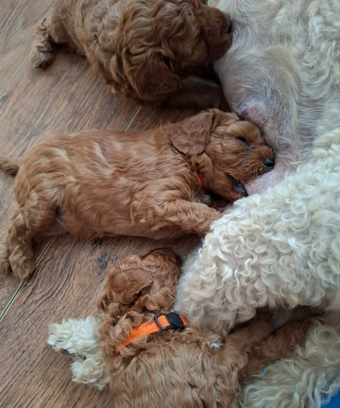 Beautiful F1b Cavapoo Puppies Looking for Loving H image 3