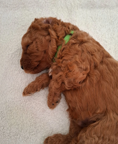 Beautiful F1b Cavapoo Puppies Looking for Loving H image 2