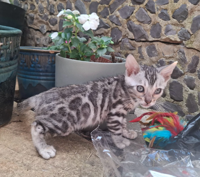 Gorgeous Bengal Kittens Ready for Loving Homes image 3