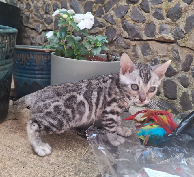 Gorgeous Bengal Kittens Ready for Loving Homes image 4