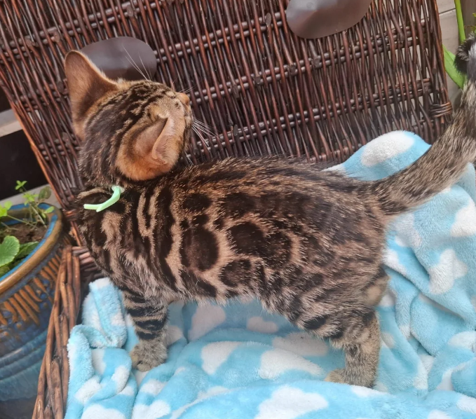 Gorgeous Bengal Kittens Ready for Loving Homes image 2