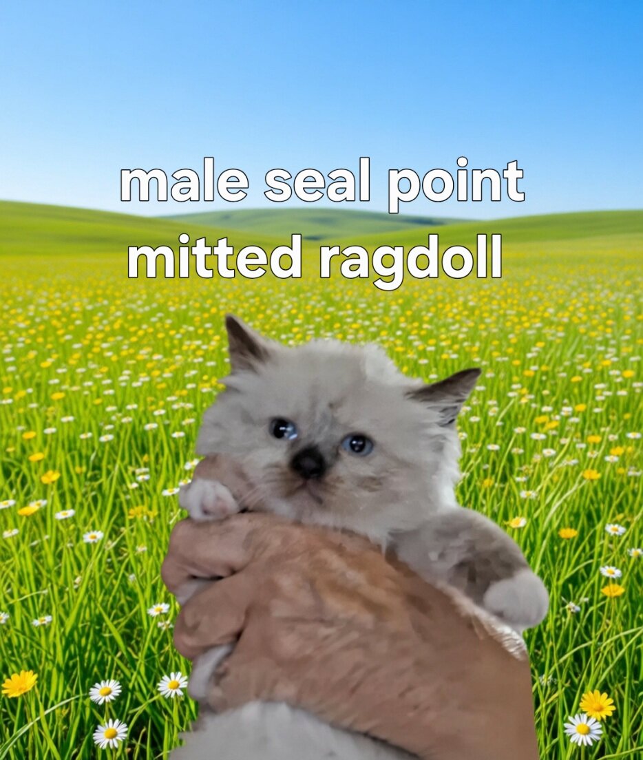 Purebred mink ragdolls image 5