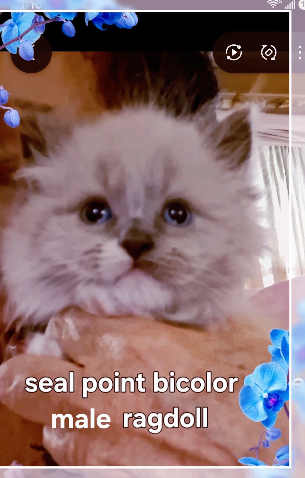 Purebred mink ragdolls image 2