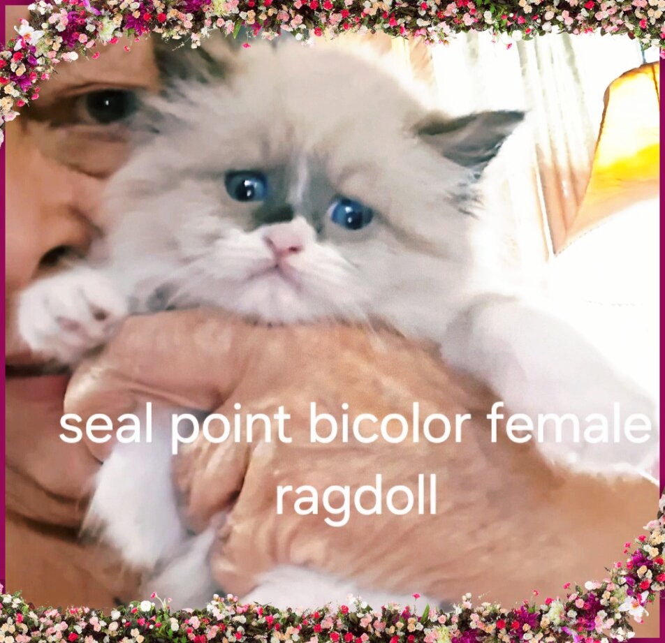 Purebred mink ragdolls image 3