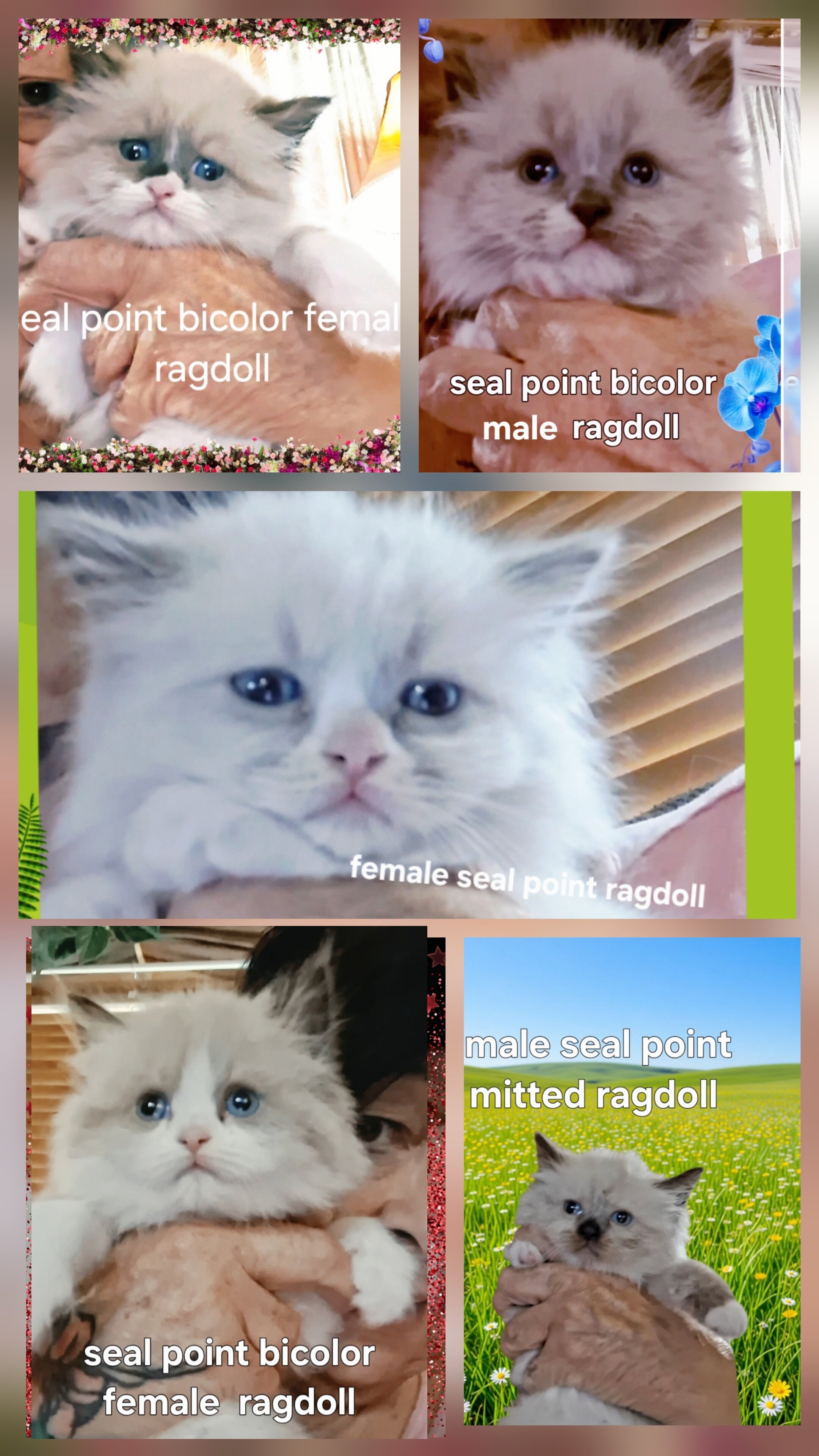 Purebred mink ragdolls image 1