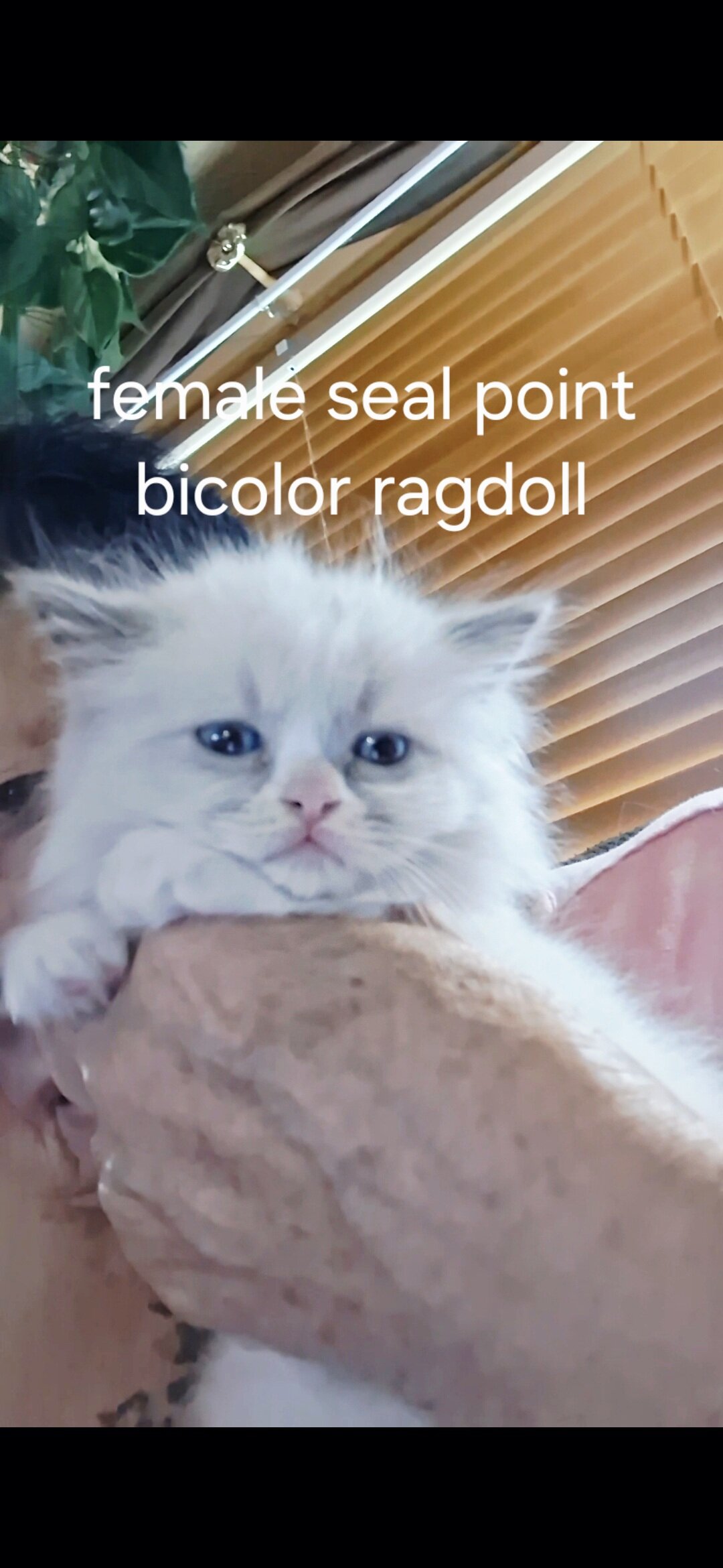 Purebred mink ragdolls image 6