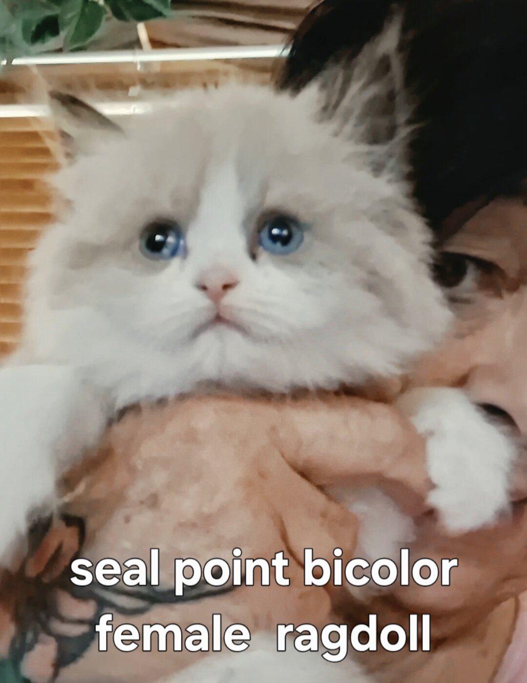 Purebred mink ragdolls image 4