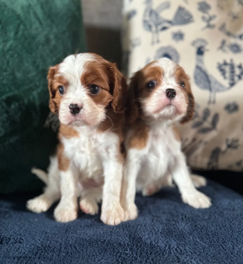 GORGEOUS CAVALIER KING CHARLES SPANIEL PUPPIES image 1
