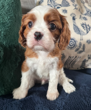 GORGEOUS CAVALIER KING CHARLES SPANIEL PUPPIES image 2