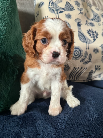 GORGEOUS CAVALIER KING CHARLES SPANIEL PUPPIES image 3