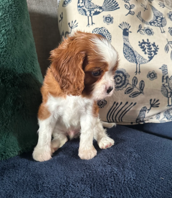 GORGEOUS CAVALIER KING CHARLES SPANIEL PUPPIES image 4