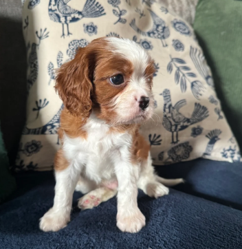 GORGEOUS CAVALIER KING CHARLES SPANIEL PUPPIES image 5