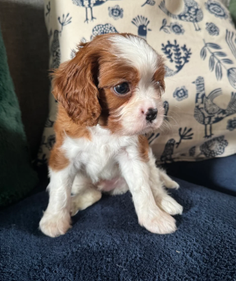 GORGEOUS CAVALIER KING CHARLES SPANIEL PUPPIES image 6