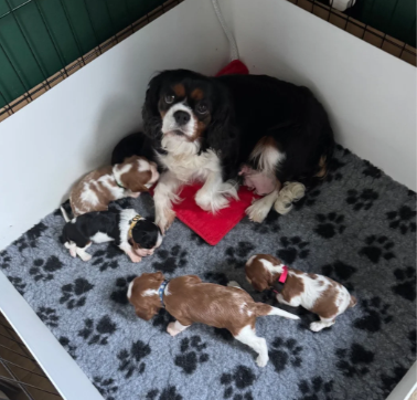GORGEOUS CAVALIER KING CHARLES SPANIEL PUPPIES image 7