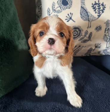 GORGEOUS CAVALIER KING CHARLES SPANIEL PUPPIES image 8