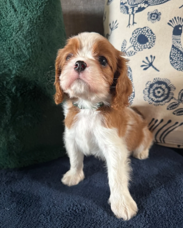 GORGEOUS CAVALIER KING CHARLES SPANIEL PUPPIES image 9