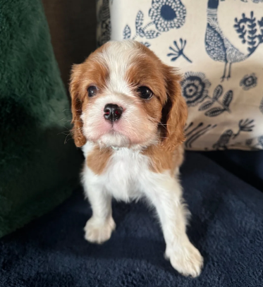 GORGEOUS CAVALIER KING CHARLES SPANIEL PUPPIES image 10