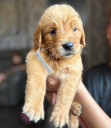 EXCEPTIONAL GOLDEN RETRIEVER PUPPIES image 1
