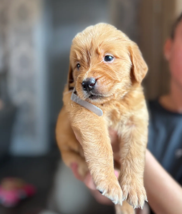 EXCEPTIONAL GOLDEN RETRIEVER PUPPIES image 2