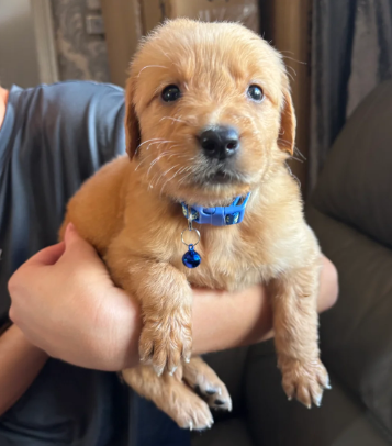 EXCEPTIONAL GOLDEN RETRIEVER PUPPIES image 3