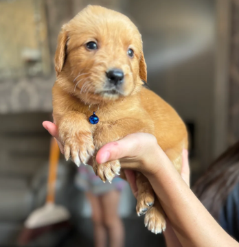 EXCEPTIONAL GOLDEN RETRIEVER PUPPIES image 4