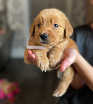 EXCEPTIONAL GOLDEN RETRIEVER PUPPIES image 5