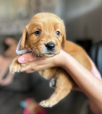 EXCEPTIONAL GOLDEN RETRIEVER PUPPIES image 6