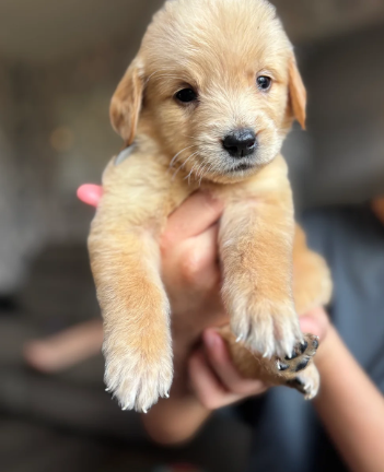 EXCEPTIONAL GOLDEN RETRIEVER PUPPIES image 7