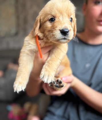 EXCEPTIONAL GOLDEN RETRIEVER PUPPIES image 8