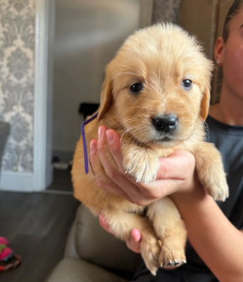 EXCEPTIONAL GOLDEN RETRIEVER PUPPIES image 9