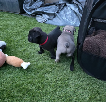 BEAUTIFUL FRENCH BULLDOG image 1