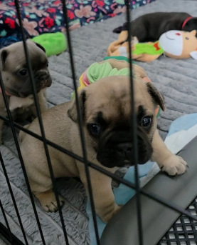 BEAUTIFUL FRENCH BULLDOG image 2
