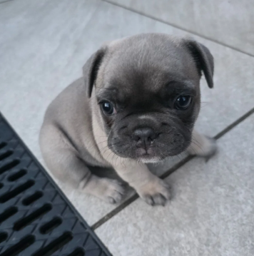 BEAUTIFUL FRENCH BULLDOG image 3