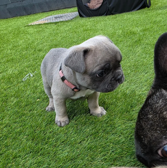 BEAUTIFUL FRENCH BULLDOG image 4