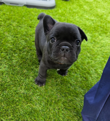 BEAUTIFUL FRENCH BULLDOG image 5