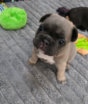 BEAUTIFUL FRENCH BULLDOG image 6