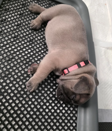 BEAUTIFUL FRENCH BULLDOG image 7
