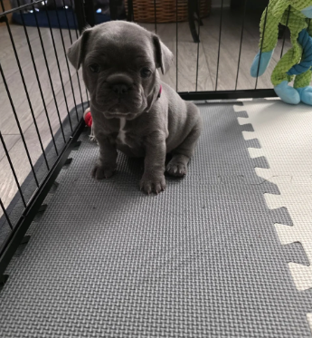 BEAUTIFUL FRENCH BULLDOG image 8