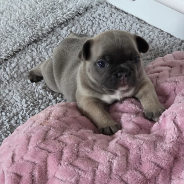 BEAUTIFUL FRENCH BULLDOG image 9