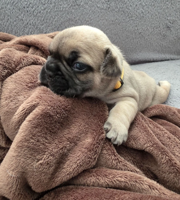 BEAUTIFUL FRENCH BULLDOG image 10