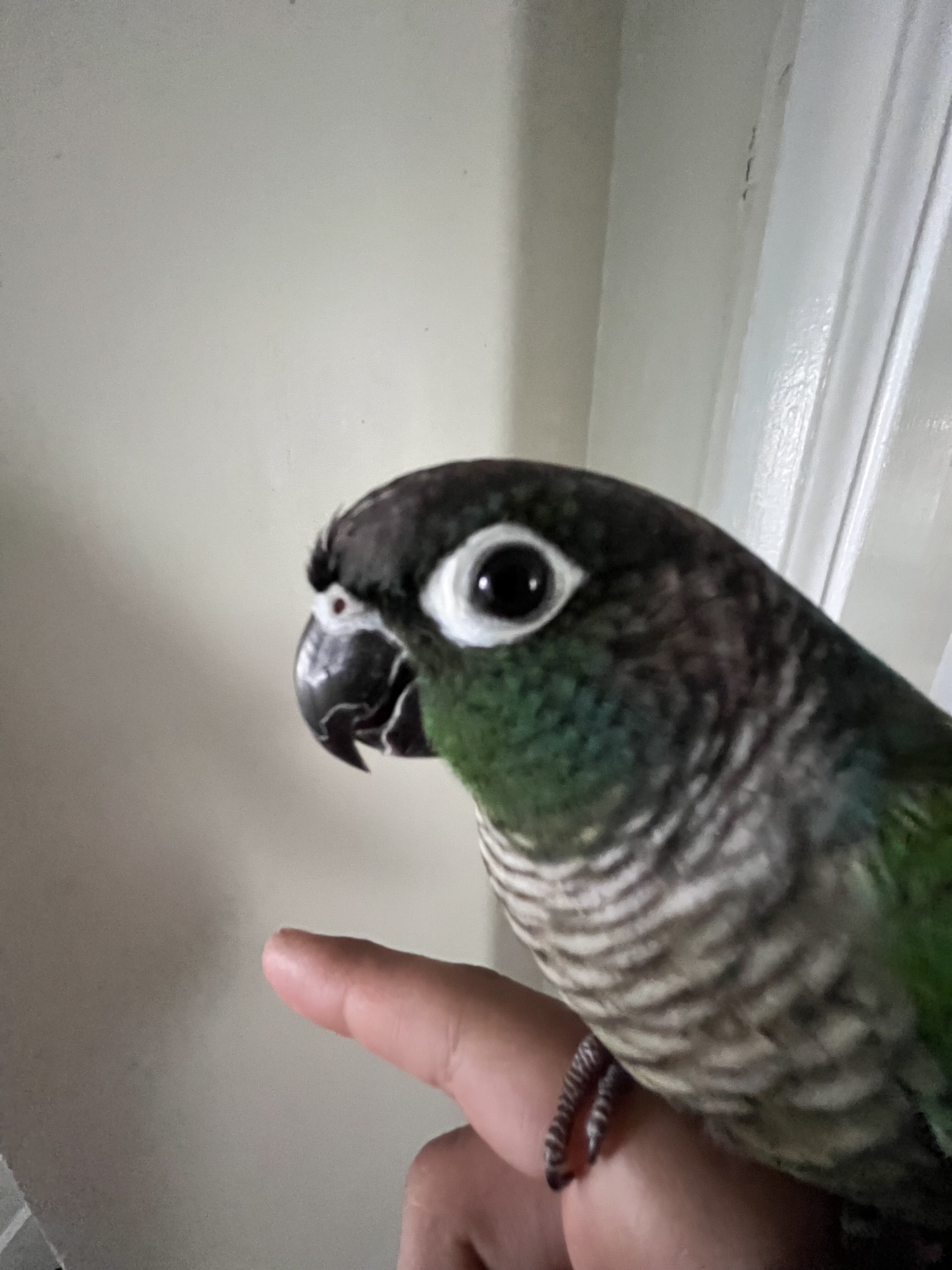 Conures image 3