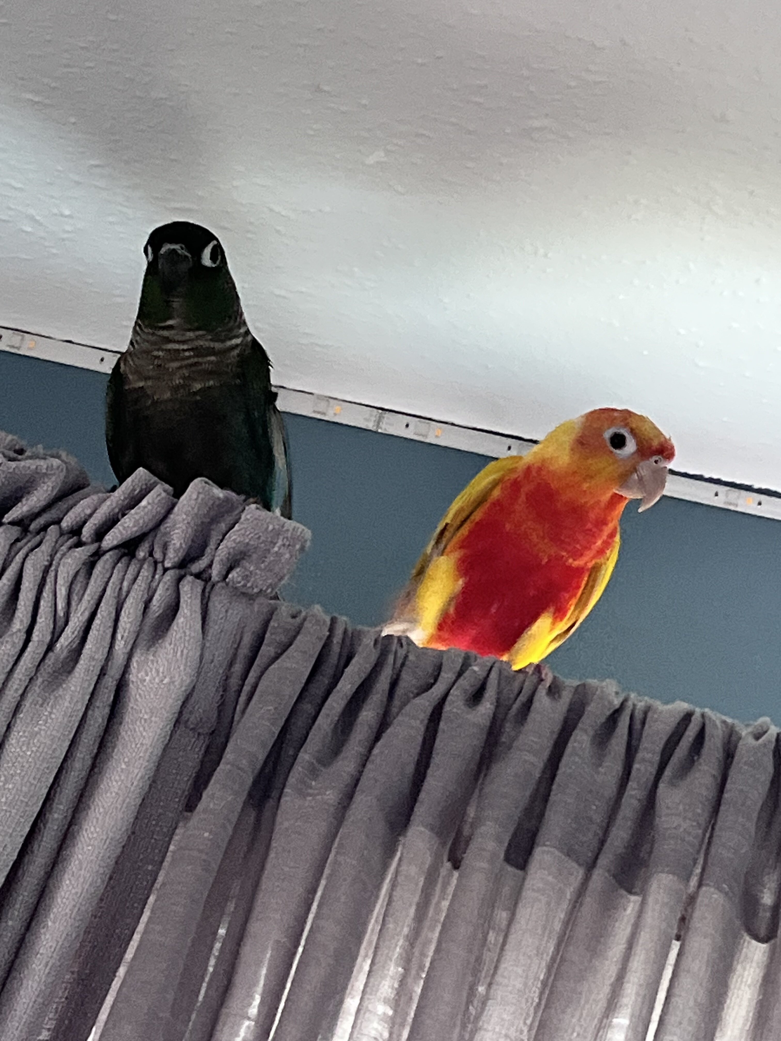 Conures image 2