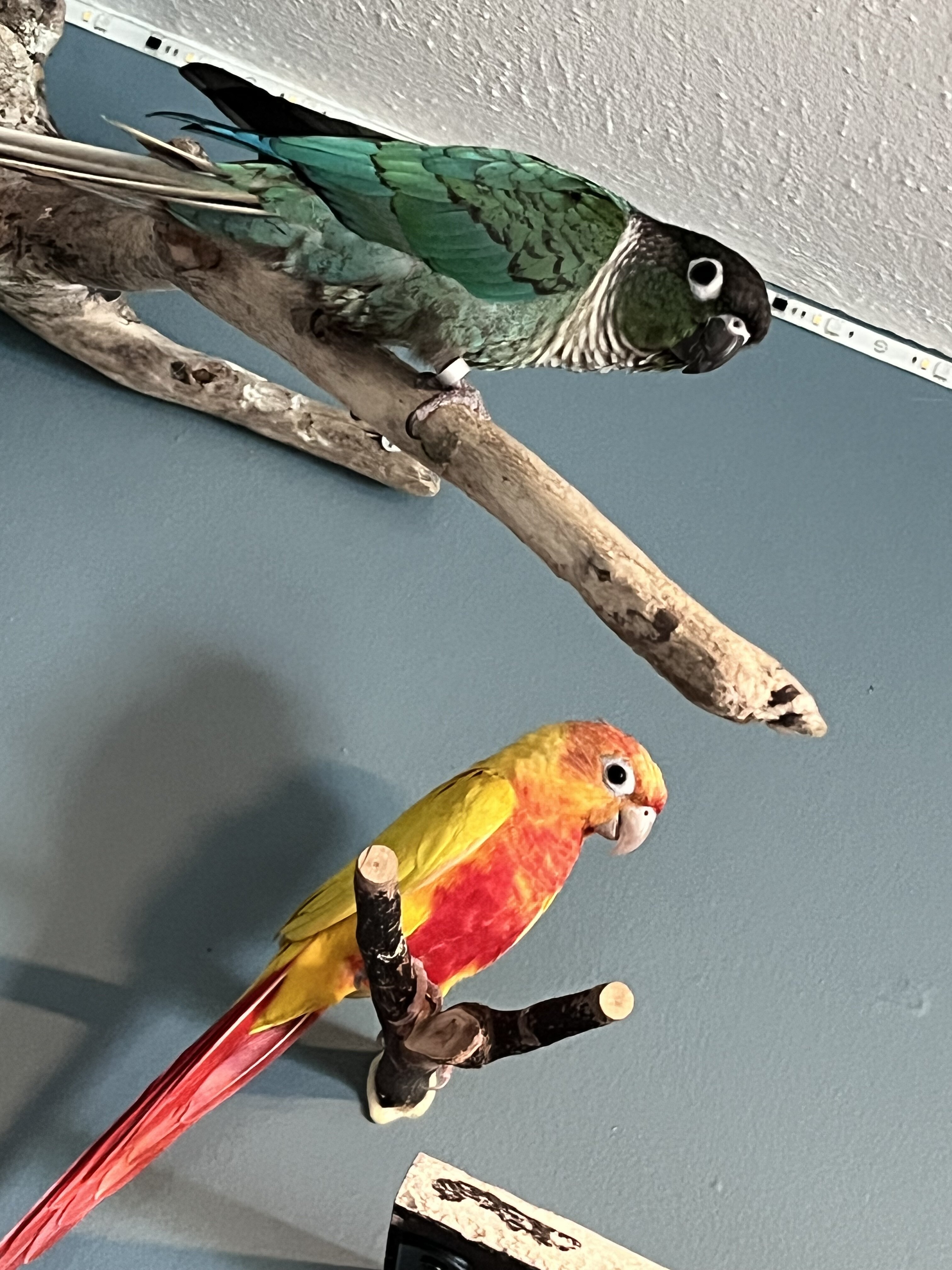 Conures image 1