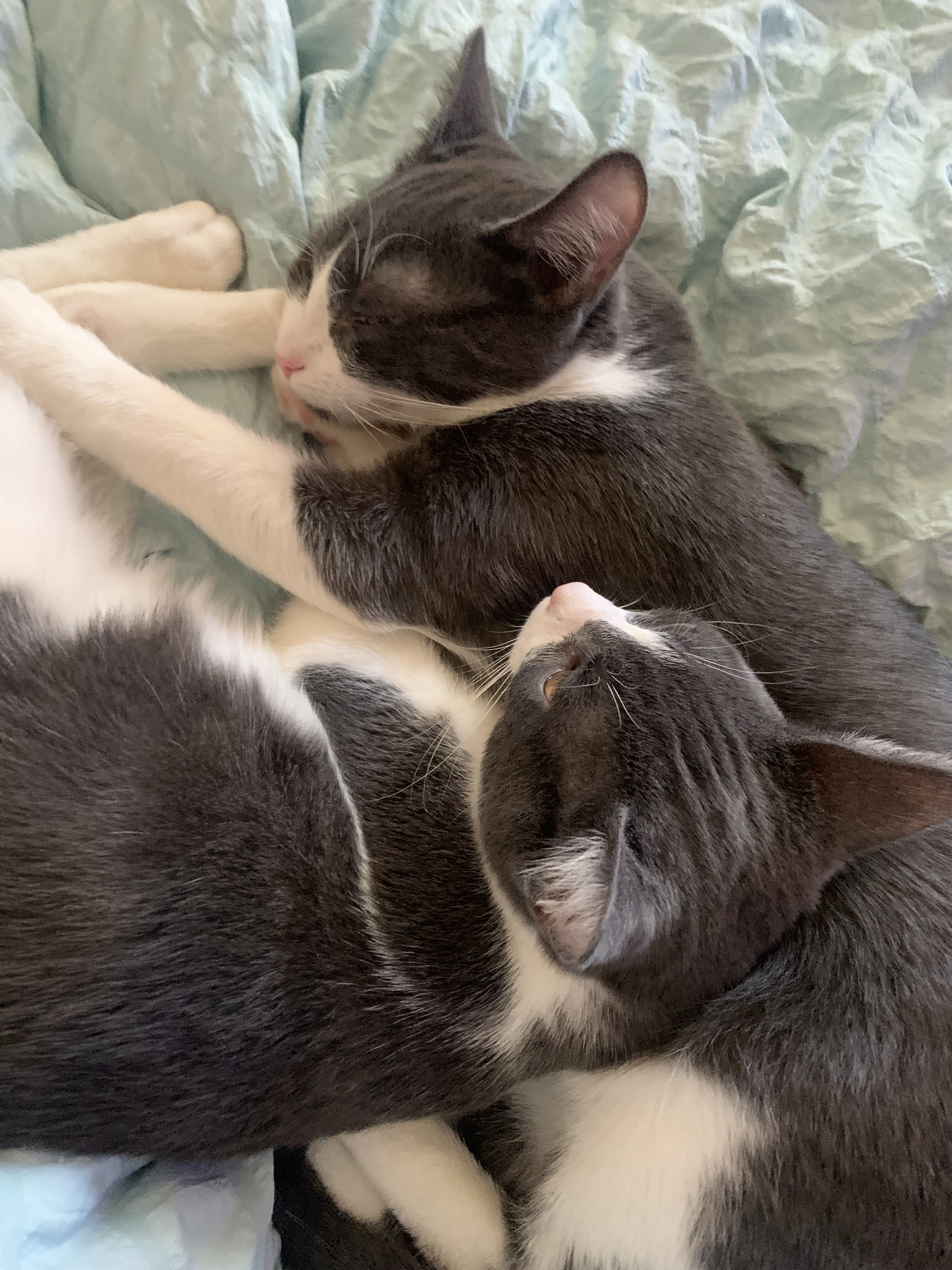 Beautiful kittens image 4