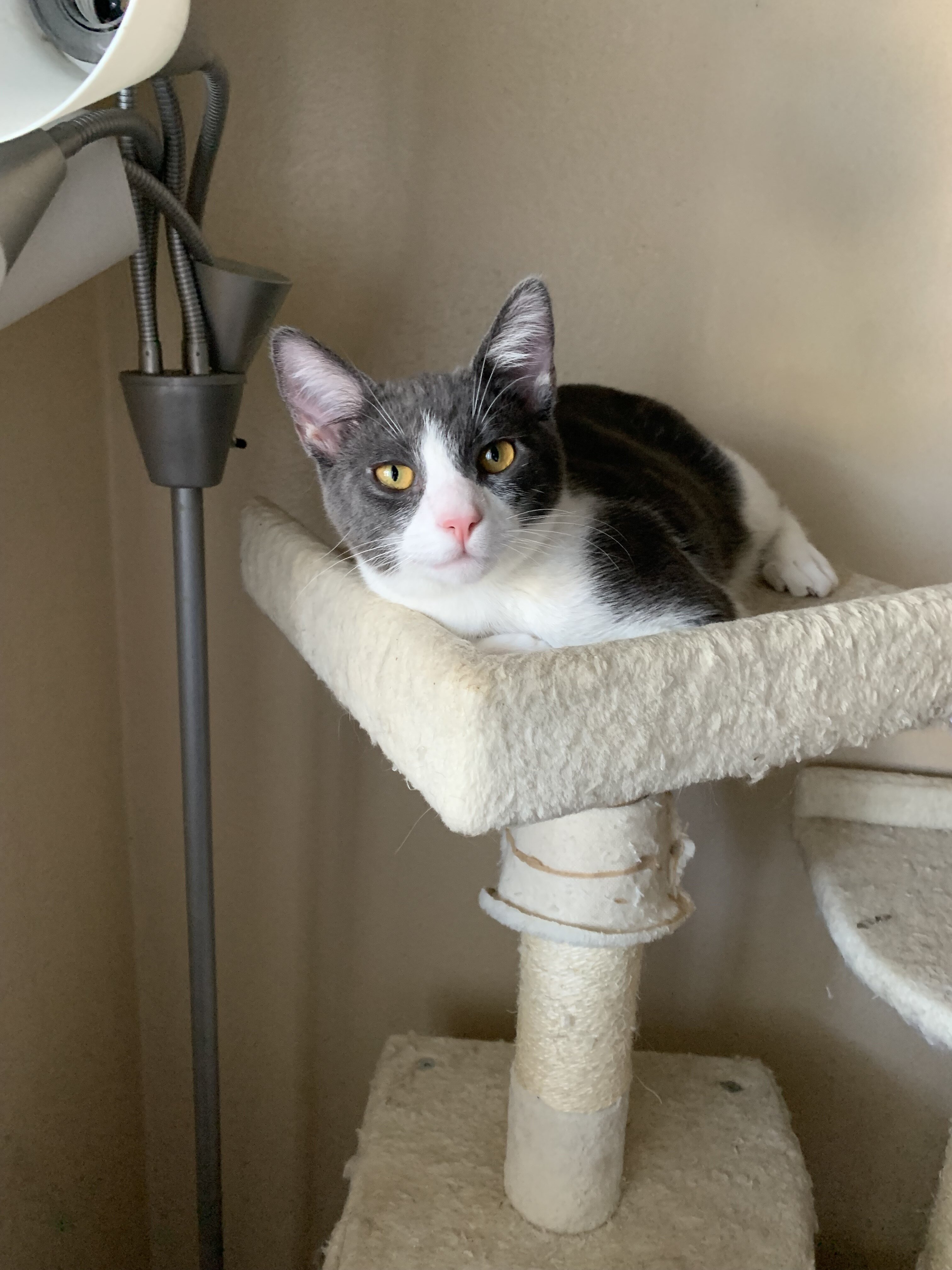 Beautiful kittens image 3